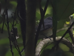 Symposiachrus trivirgatus
