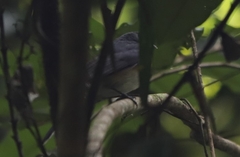 Symposiachrus trivirgatus