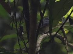 Symposiachrus trivirgatus