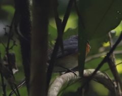 Symposiachrus trivirgatus