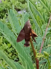 Macroglossum corythus