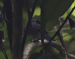 Symposiachrus trivirgatus