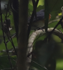 Symposiachrus trivirgatus