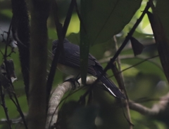Symposiachrus trivirgatus