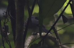 Symposiachrus trivirgatus