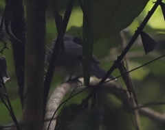 Symposiachrus trivirgatus
