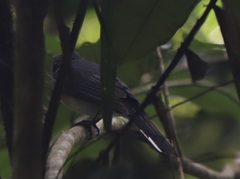 Symposiachrus trivirgatus