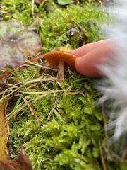 Galerina semilanceata