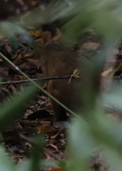 Thylogale stigmatica