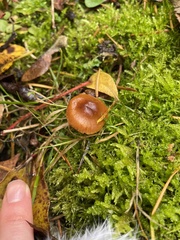 Galerina semilanceata