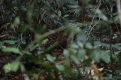 Thylogale stigmatica