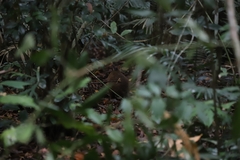 Thylogale stigmatica