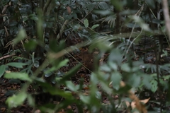 Thylogale stigmatica