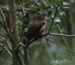 Scenopoeetes dentirostris