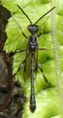Gasteruptiidae