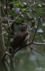 Scenopoeetes dentirostris