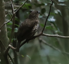 Scenopoeetes dentirostris