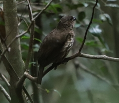 Scenopoeetes dentirostris