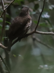 Scenopoeetes dentirostris