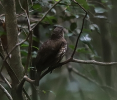 Scenopoeetes dentirostris