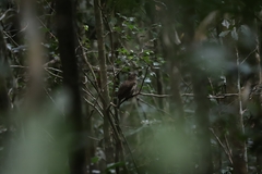 Scenopoeetes dentirostris