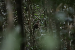 Scenopoeetes dentirostris