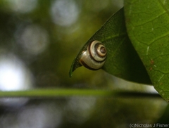 Posorites conscendens