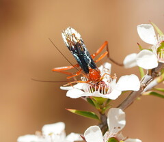 Lissopimpla excelsa