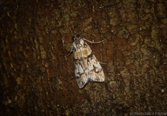 Scoparia charopoea