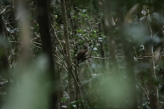 Scenopoeetes dentirostris