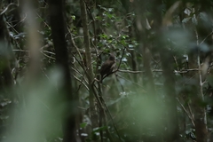 Scenopoeetes dentirostris