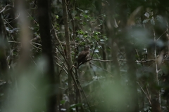 Scenopoeetes dentirostris