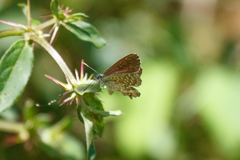 Theclinesthes serpentata