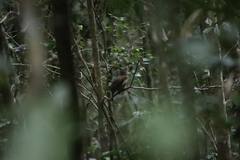 Scenopoeetes dentirostris