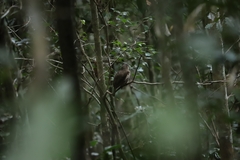 Scenopoeetes dentirostris