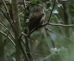 Scenopoeetes dentirostris