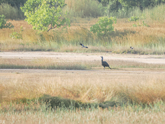 Bucorvus abyssinicus