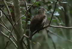 Scenopoeetes dentirostris