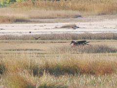 Bucorvus abyssinicus