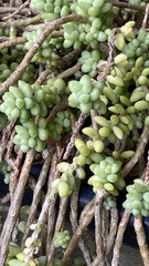 Sedum burrito