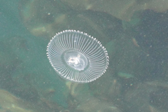 Aequorea victoria