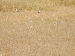 Vanellus senegallus