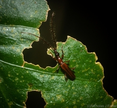 Cerobates ophthalmicus