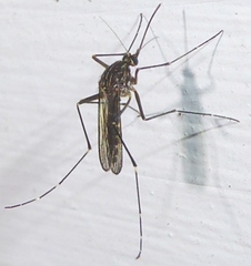 Aedes antipodeus