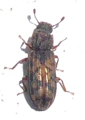 Bitoma insularis
