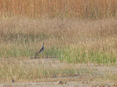 Vanellus senegallus