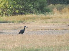 Bucorvus abyssinicus