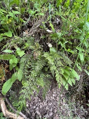 Asplenium richardii