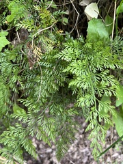 Asplenium richardii