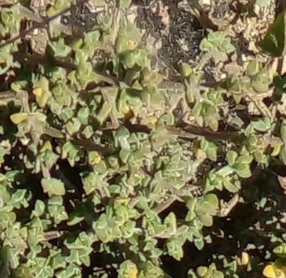 Drosanthemum parvifolium 2